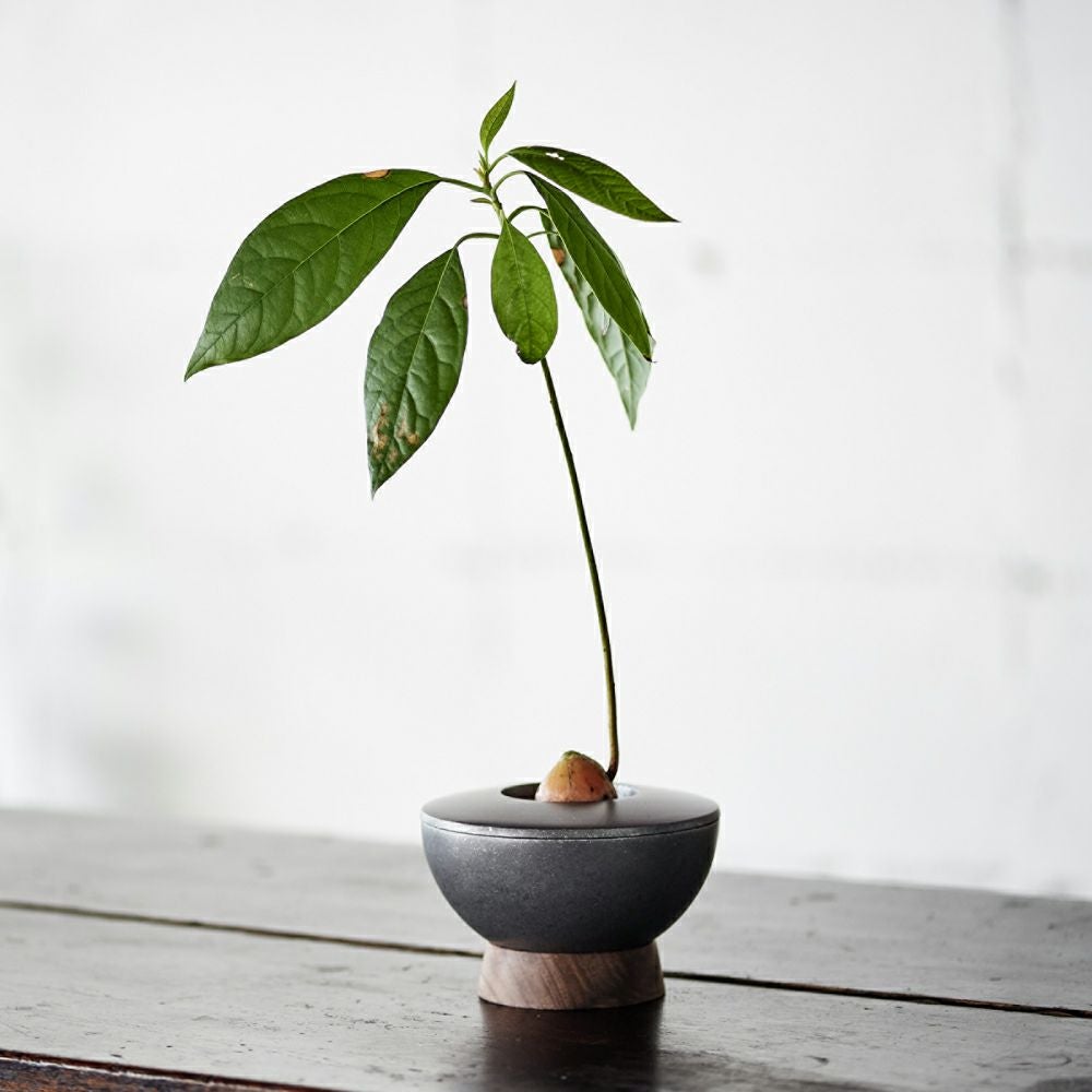 観葉植物　アボカド　200センチ AVOCARD POT /アボカドポット | フレックスギャラリー